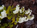 Spiraea vanhouttei Gold Fountain IMG_9366 Tawuła Van Houtte'a